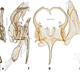 Los genitales de la especie Neopalpa donaldtrumpi